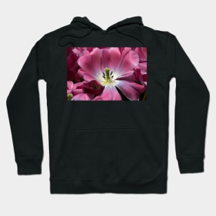 TULIP Hoodie